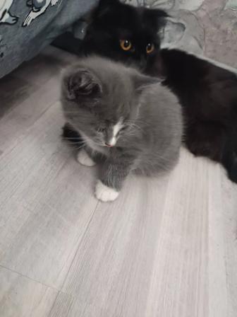 Отдам котенка в хорошие руки