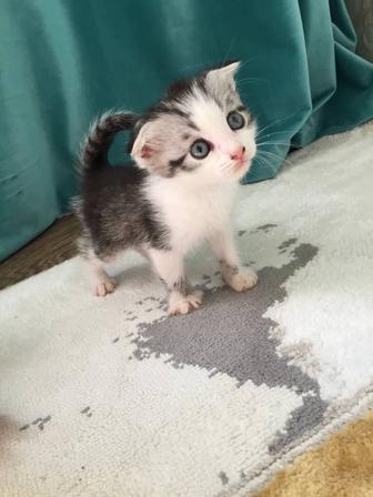 Шотландские вислоухие