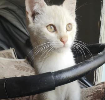 Отдам котенка 4 мес
