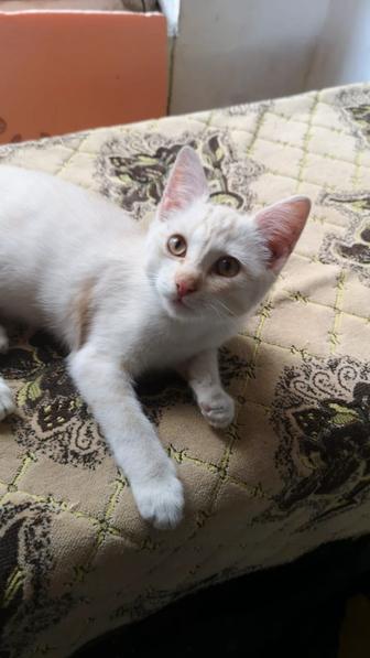 Отдам котенка 4 мес