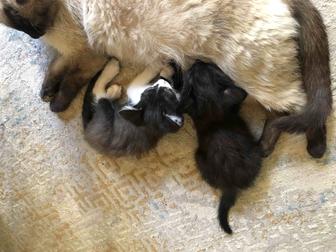 Котята в хорошие руки