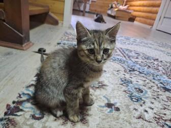 Отдам котят в добрые руки.