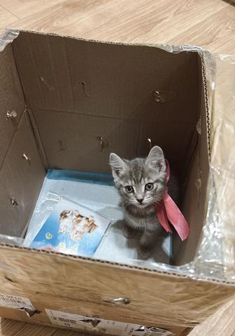 Продам котенка