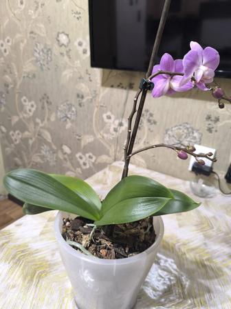 Растения и цветы