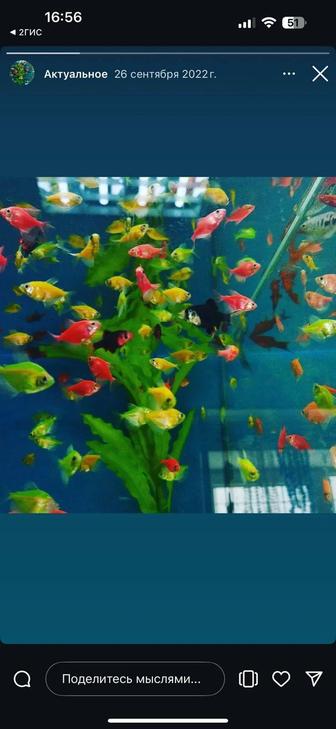 Рыбка аквариумная