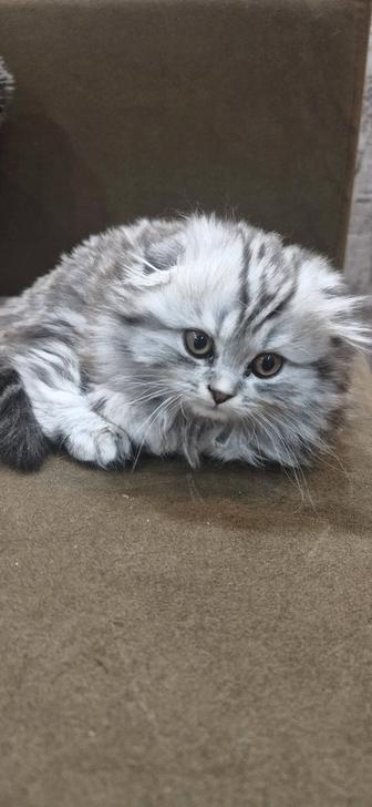 Шотландский котенок