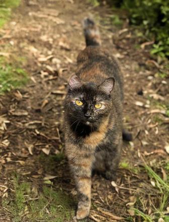 В добрые руки кошечку