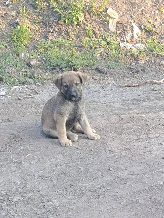 Отдаю щенка девочку