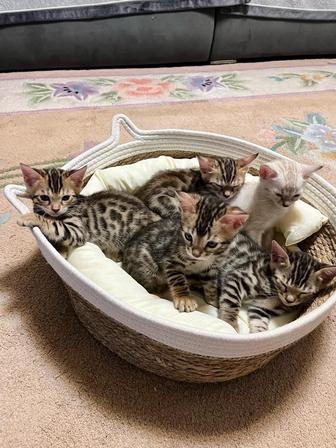 Котята Бенгальские,Золото,Готовые