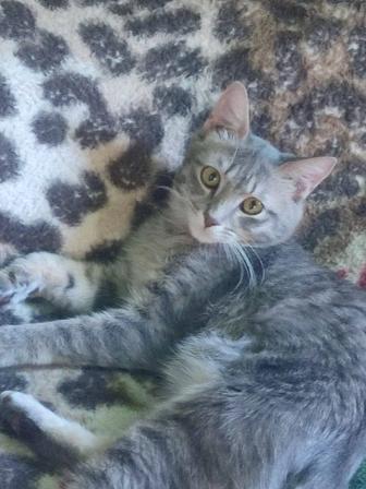 Отдам в добрые руки котейку
