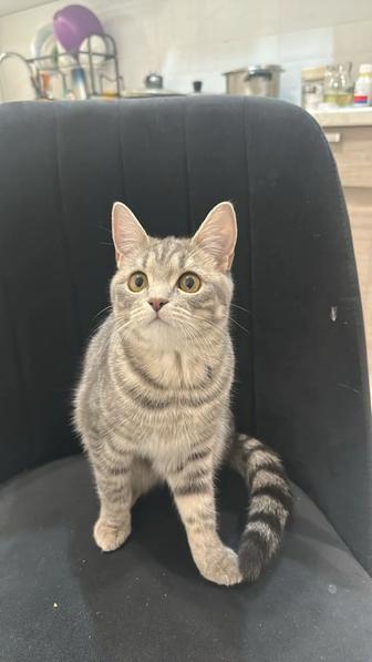 Отдам кошку