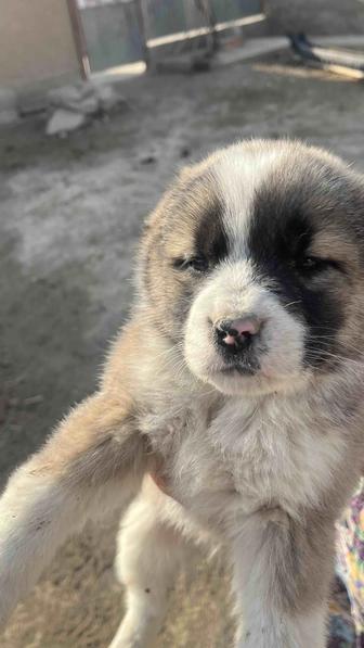 Төбет күшік