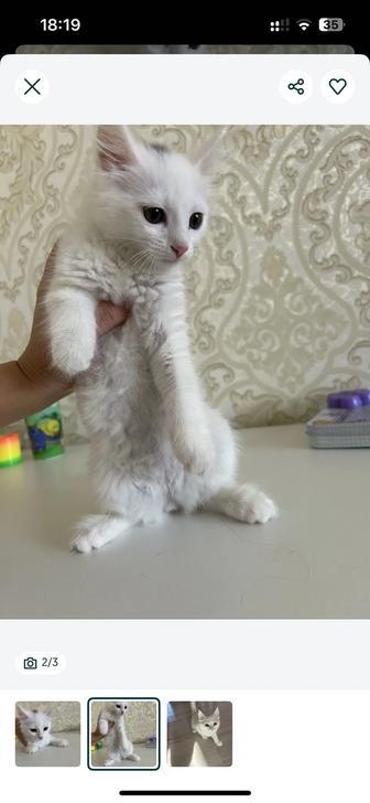 Отдам кота мальчик бесплатно за шоколадку