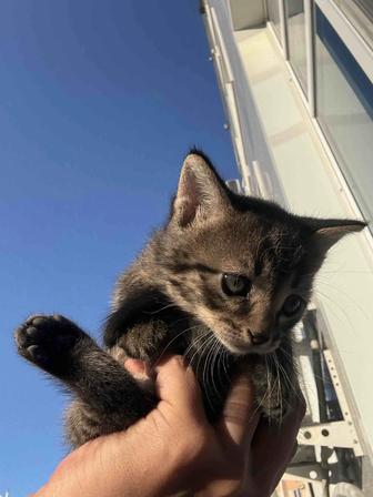 Отдам котят в хорошие руки
