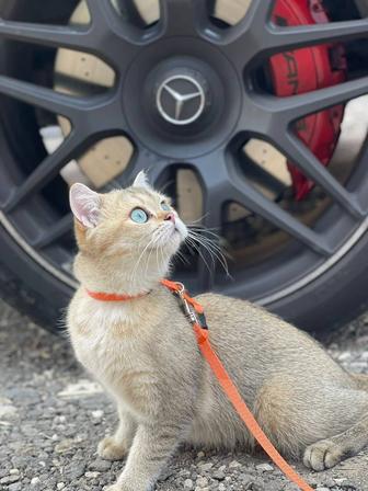 Передержка кошек