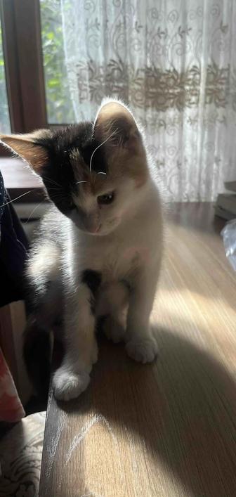 Трехцветный котенок. Ищем хорошего хозяина для котенка.