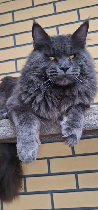 Котята мейн-куны.