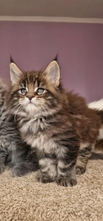 Мейн-кун котенок