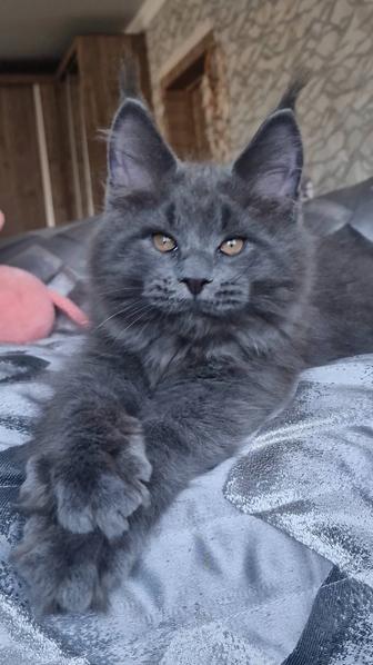 Котята мейн-куны.