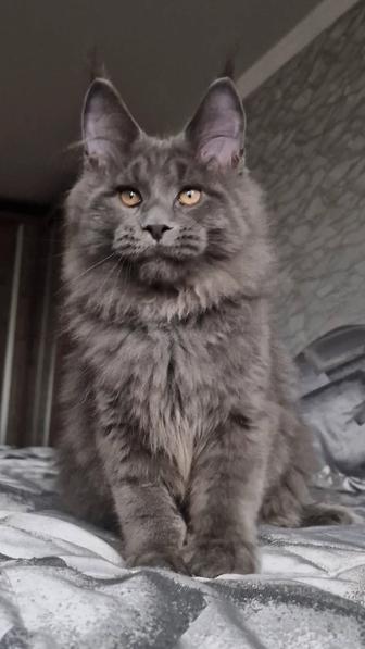 Котята мейн-куны.