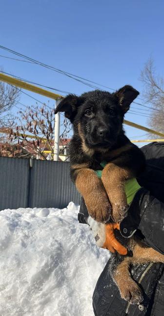 Щенки немецкой овчарки