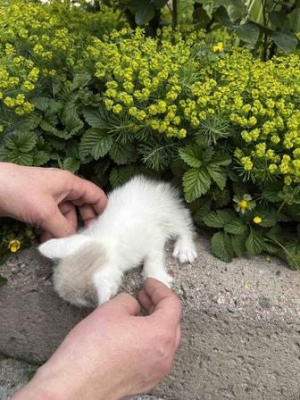 Отдам котят