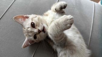 Котенок - шотландец с британцем!
