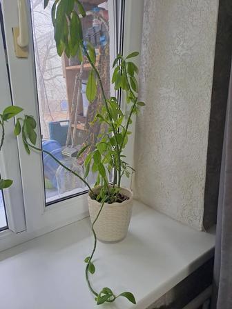 Продам цветок