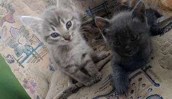 Котята