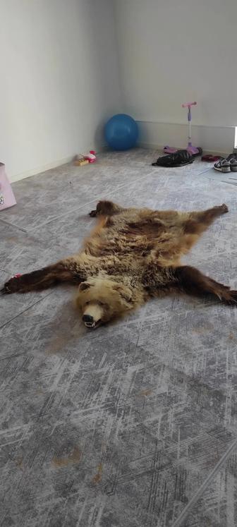 Чучело медведя