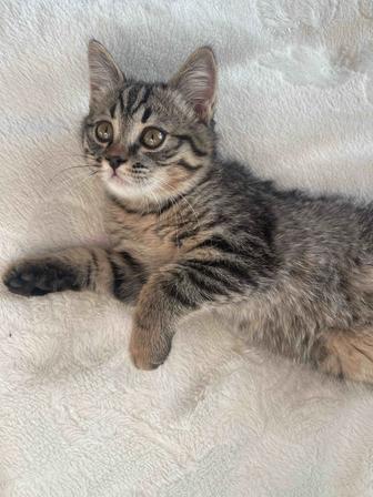 Отдам котенка