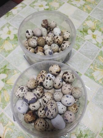 Перепелиные яйца