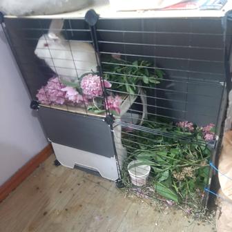 Продам декоративного кролика