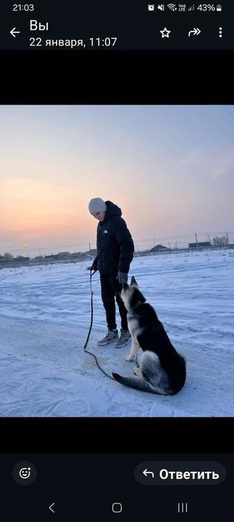 Продам овчарку