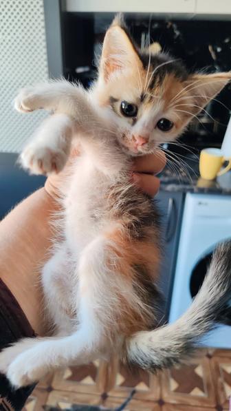 Одам котят в добрые руки