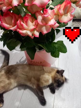 Котенка в добрые руки.Бесплатно.