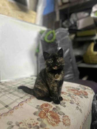 Потерялась кошка !!!!