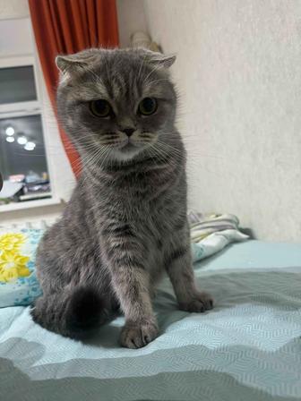 Кошка вислоухая Шотландская