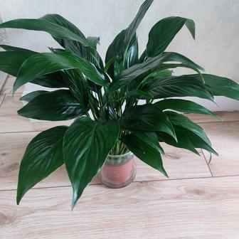 Комнатный цветок