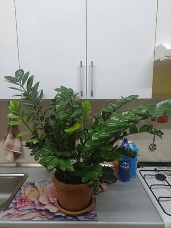 Замиокулькас 80 см