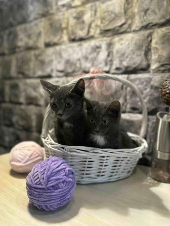 Котята