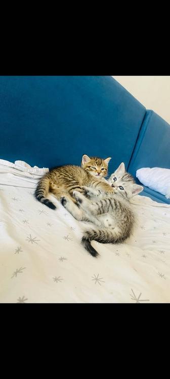 Котята шотландцы мальчики