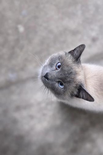 Кот ищет дом( помесь сиамского)