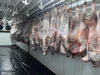 Продажа мясо Сайгака