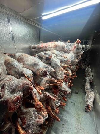 Продажа мясо Сайгака