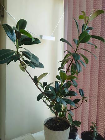 Фикусы больше