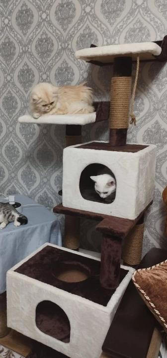 Стенка для кошек