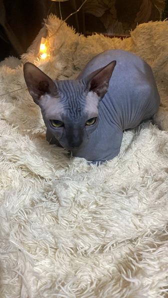 Ищу кошечку для вязки