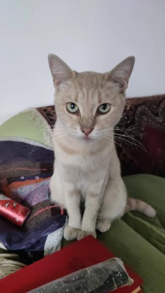 Кошка в добрые руки