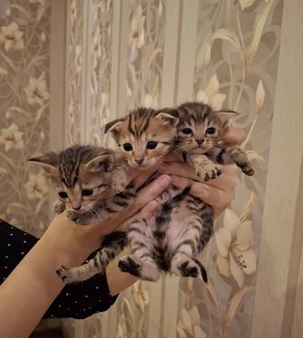 Отдам котят в добрые руки